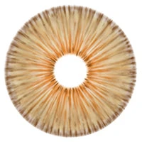 Urban Layer New York Brown - NEW